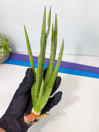 Sansevieria Akhdar (yg) (1) | Rare Hybrids