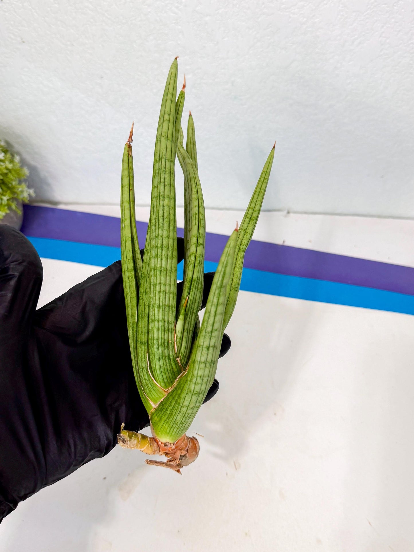 Sansevieria Akhdar (yg) (1) | Rare Hybrids