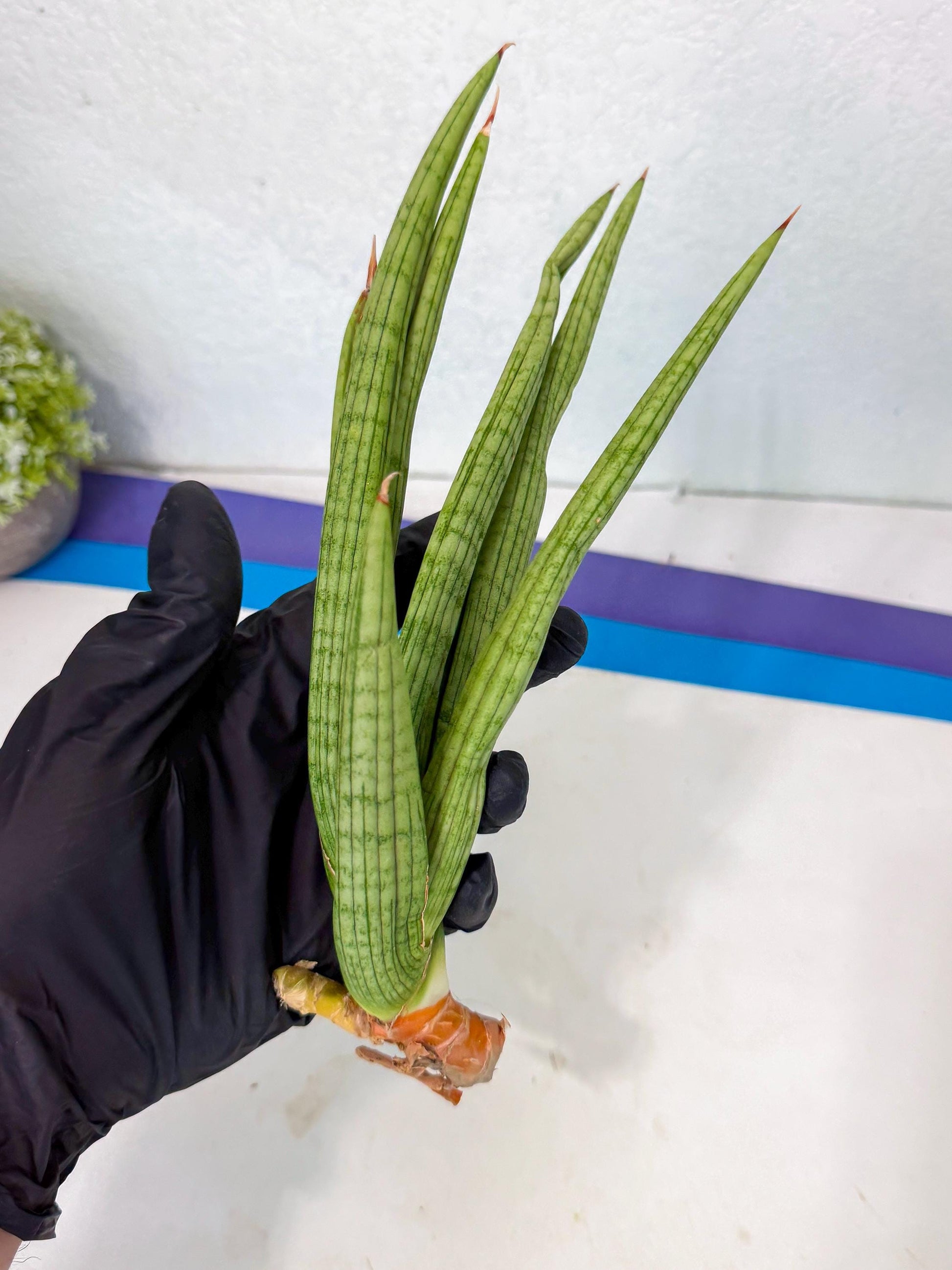 Sansevieria Akhdar (yg) (1) | Rare Hybrids