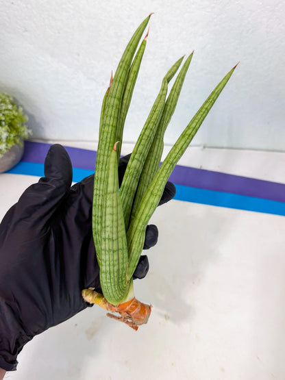 Sansevieria Akhdar (yg) (1) | Rare Hybrids