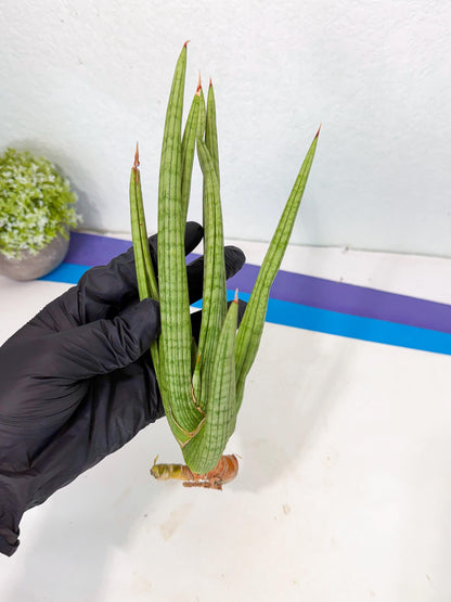 Sansevieria Akhdar (yg) (1) | Rare Hybrids