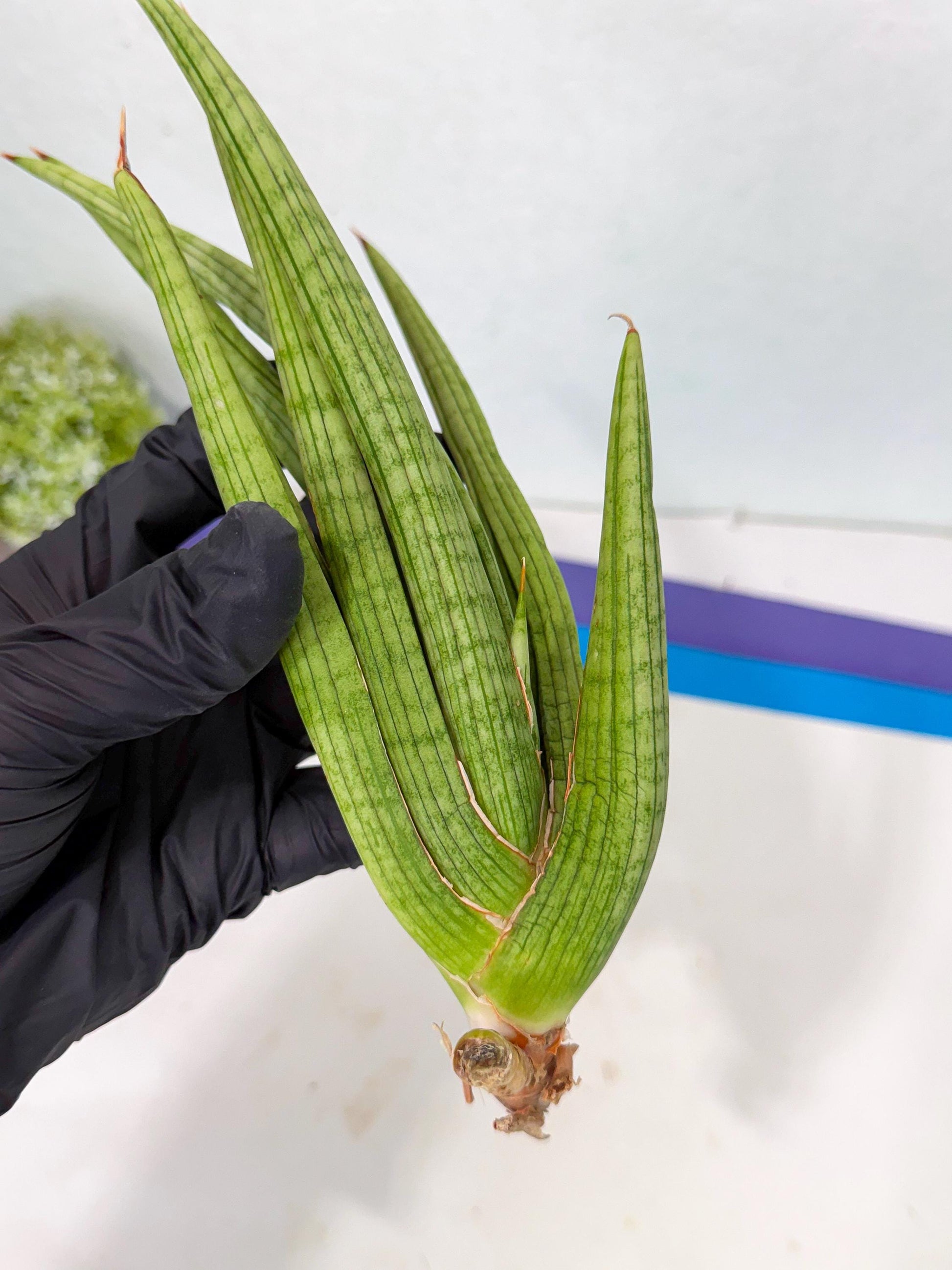 Sansevieria Akhdar (yg) (1) | Rare Hybrids