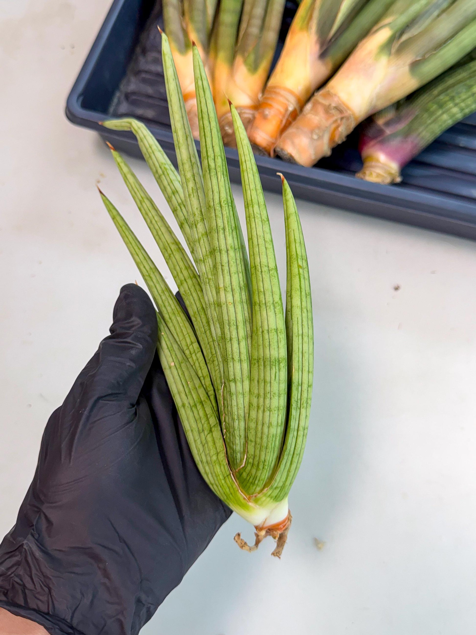 Sansevieria Akhdar (yg) (2) | Rare Hybrids