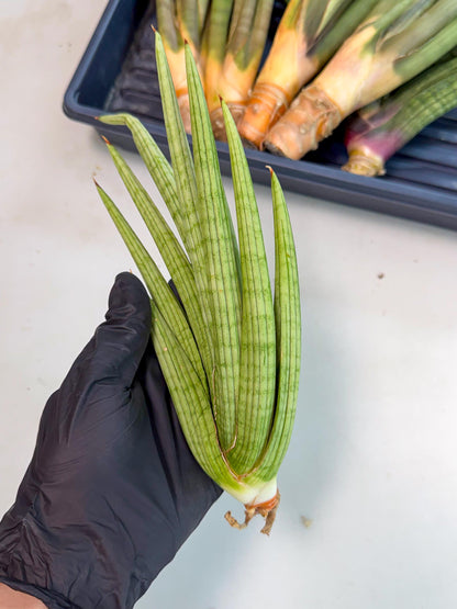 Sansevieria Akhdar (yg) (2) | Rare Hybrids