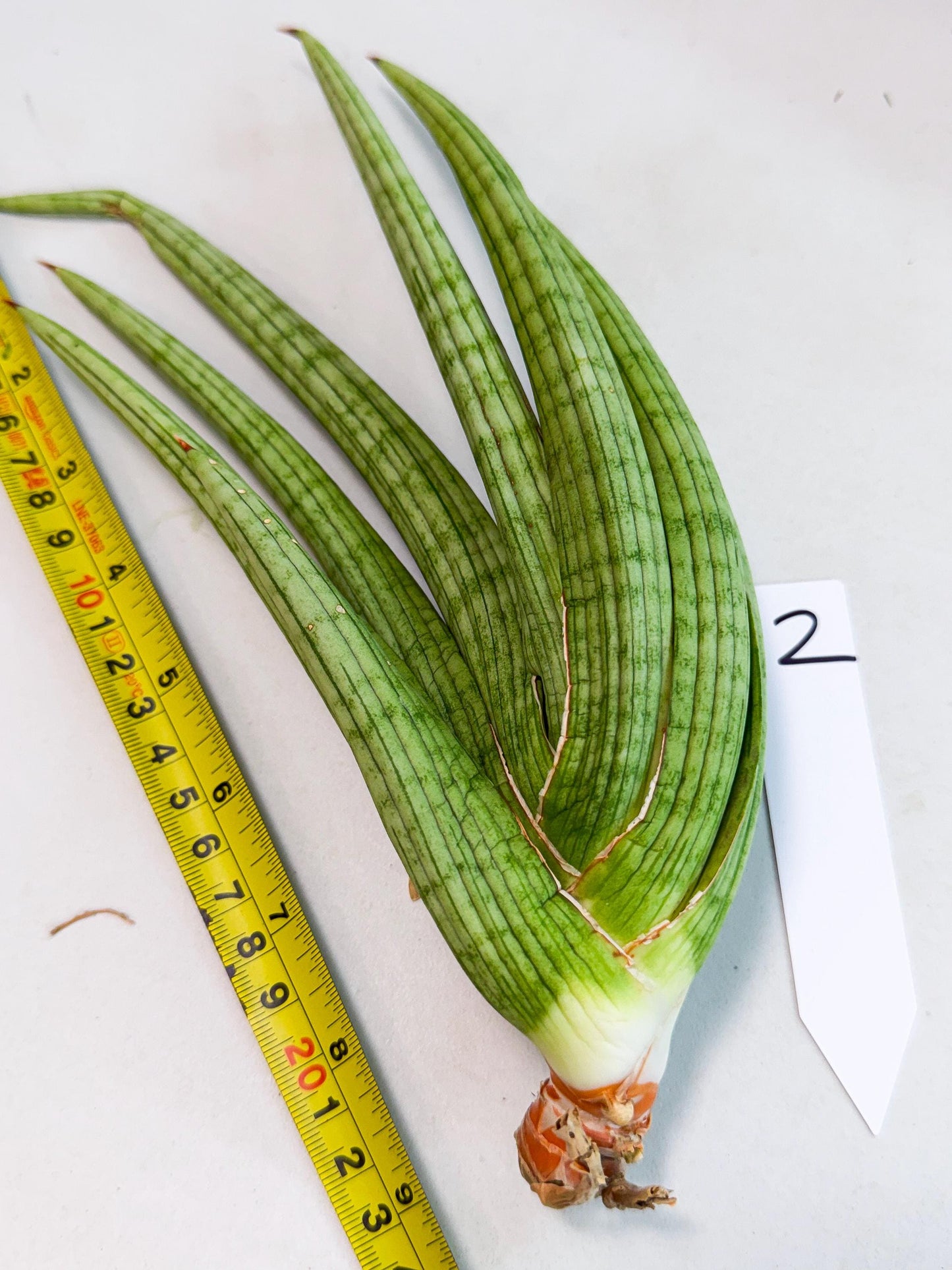 Sansevieria Akhdar (yg) (2) | Rare Hybrids