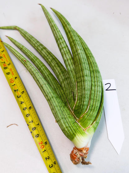 Sansevieria Akhdar (yg) (2) | Rare Hybrids