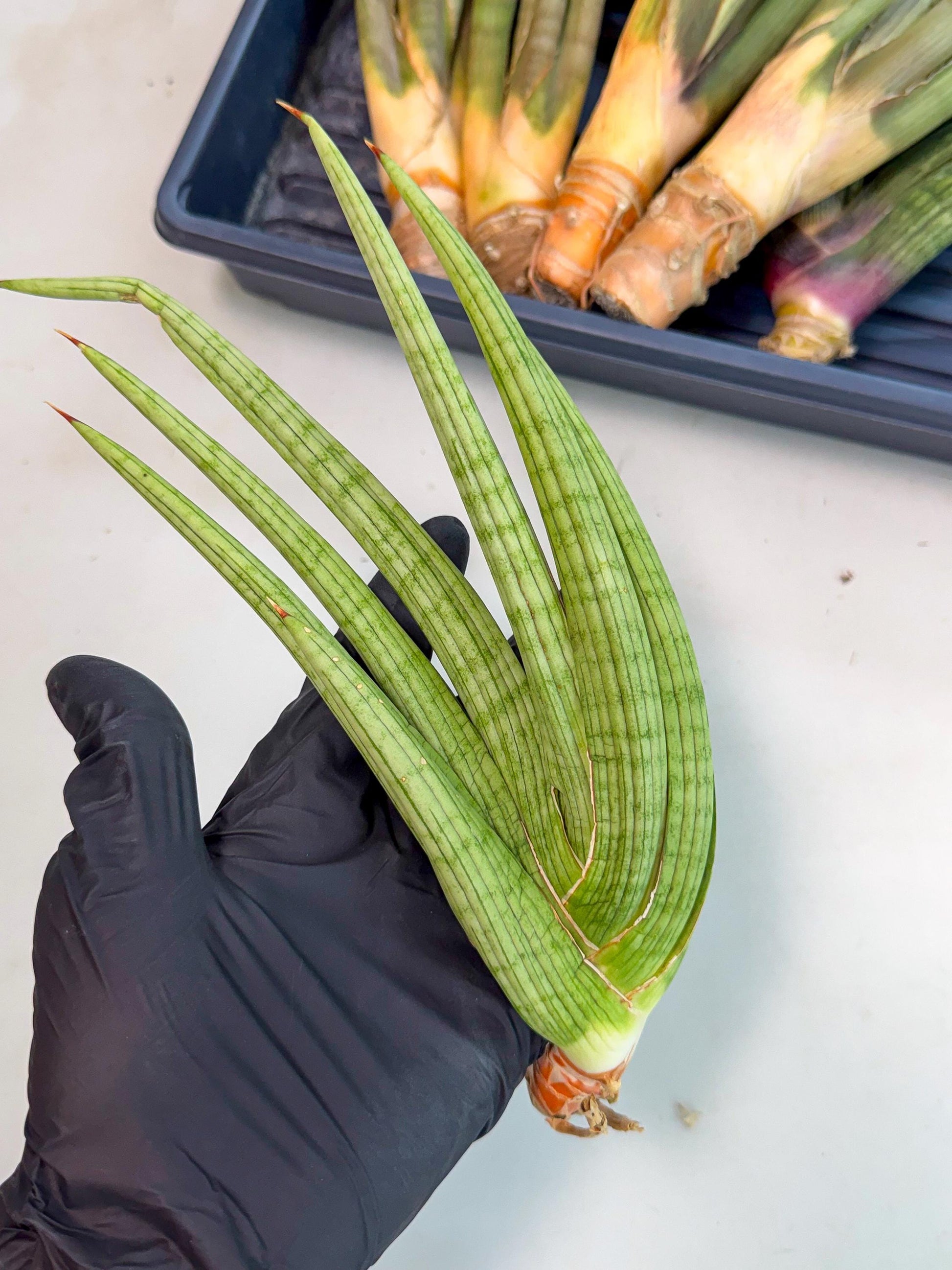 Sansevieria Akhdar (yg) (2) | Rare Hybrids