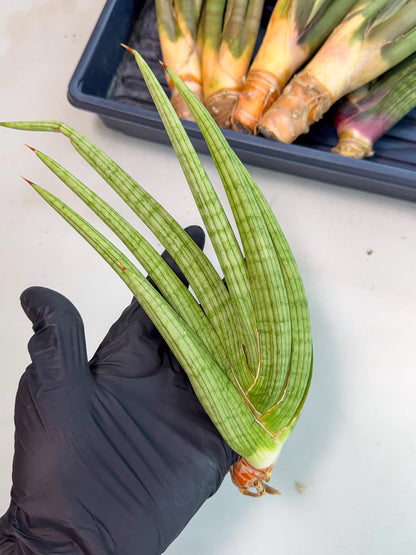 Sansevieria Akhdar (yg) (2) | Rare Hybrids