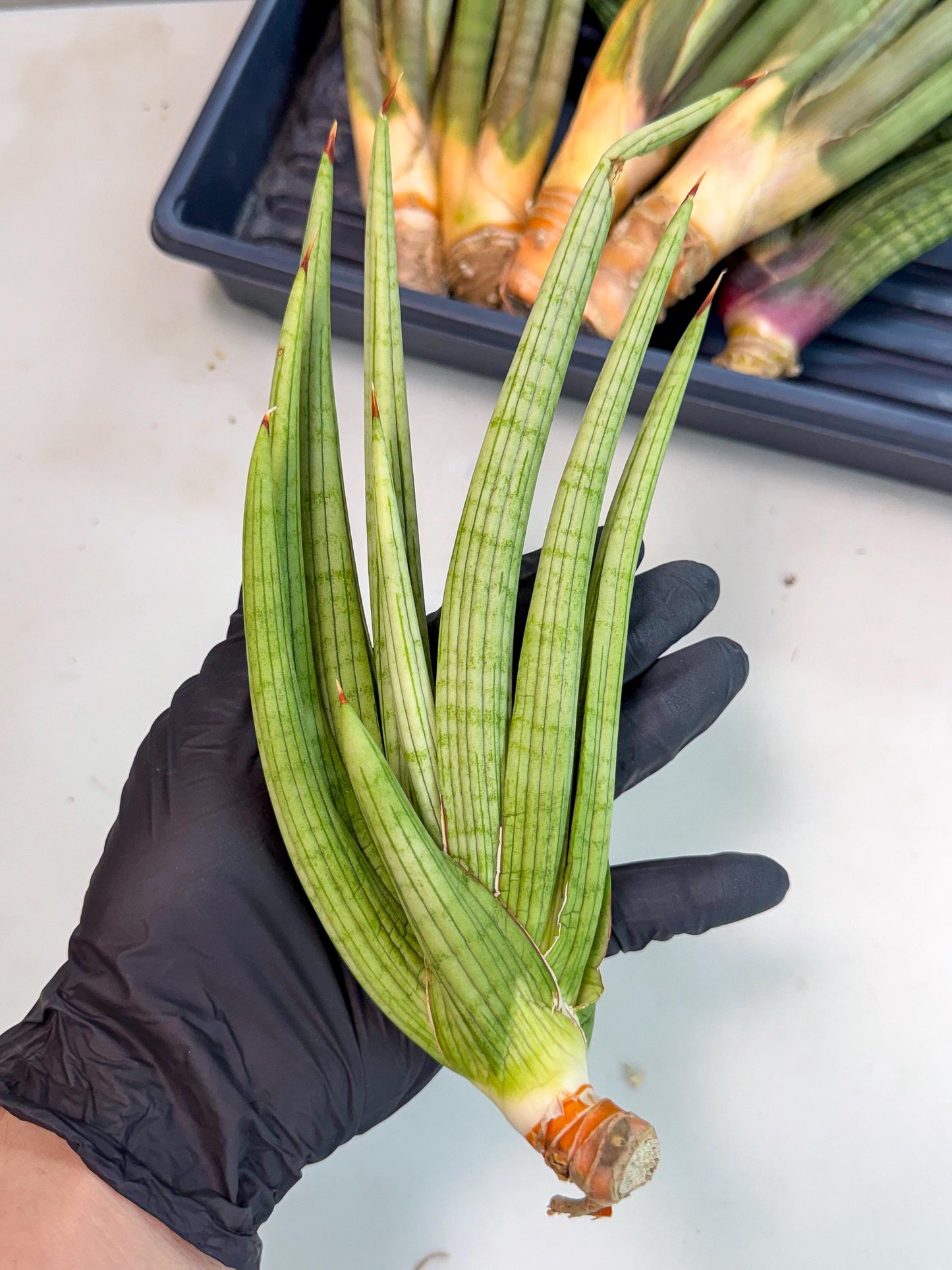 Sansevieria Akhdar (yg) (2) | Rare Hybrids