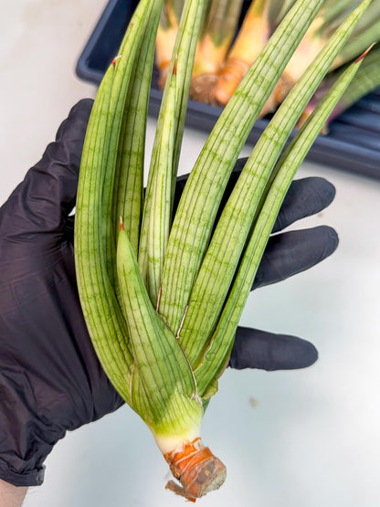 Sansevieria Akhdar (yg) (2) | Rare Hybrids