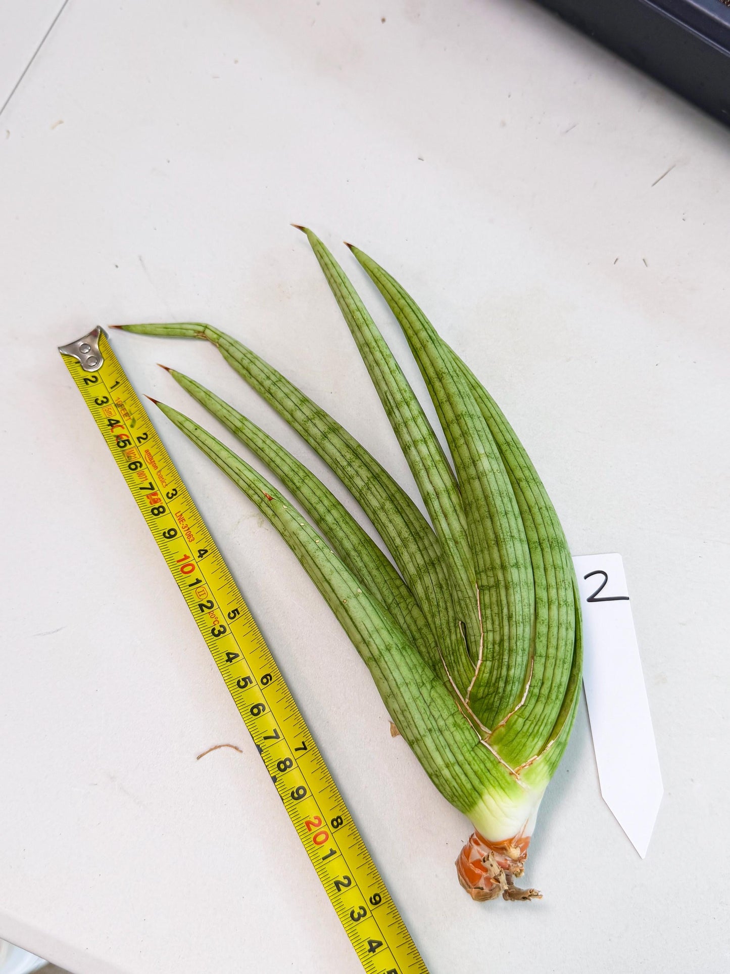 Sansevieria Akhdar (yg) (2) | Rare Hybrids