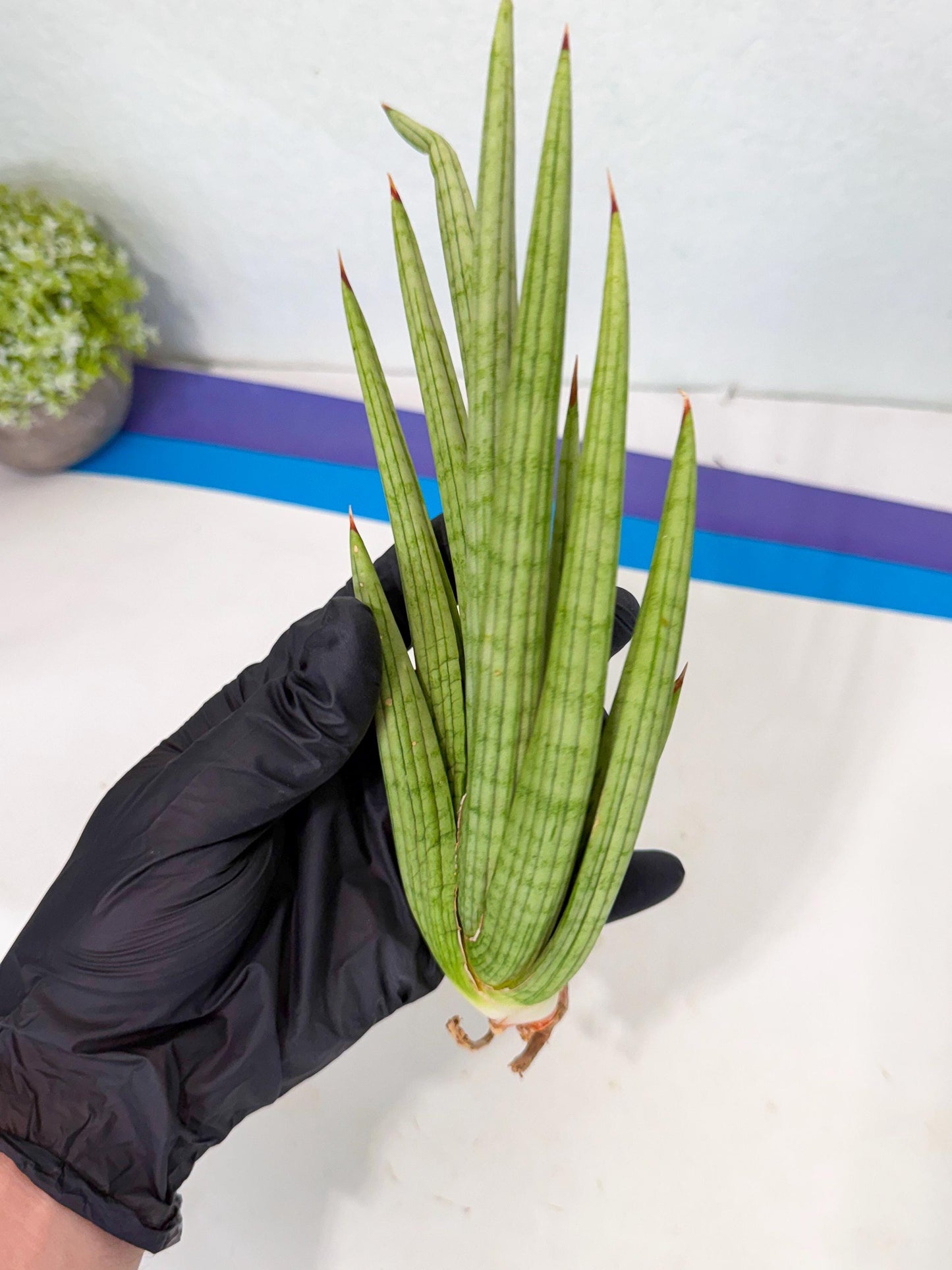 Sansevieria Akhdar (yg) (2) | Rare Hybrids