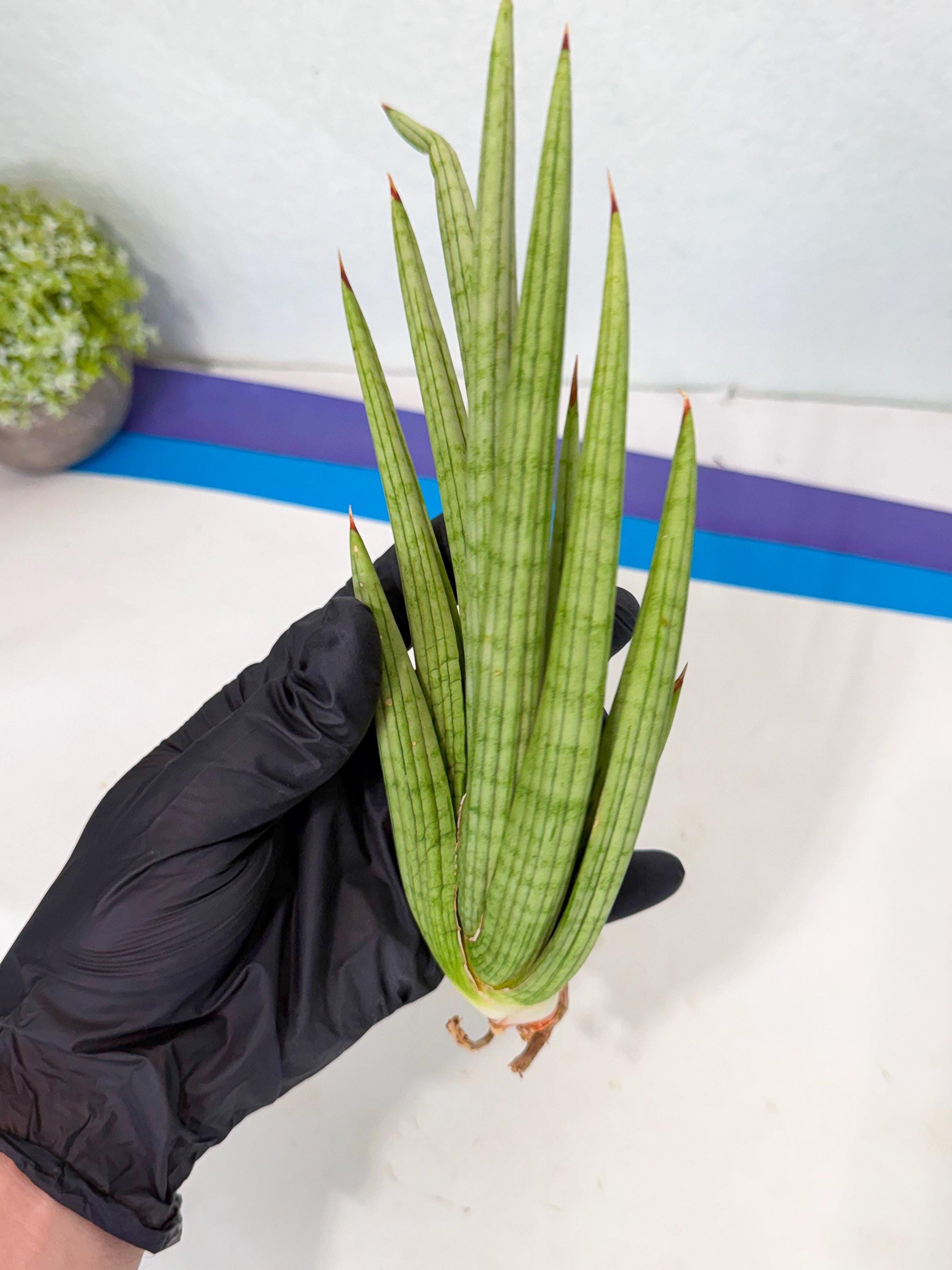 Sansevieria Akhdar (yg) (2) | Rare Hybrids