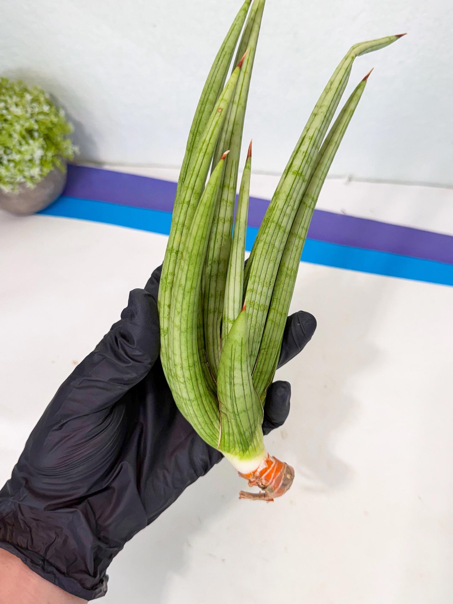 Sansevieria Akhdar (yg) (2) | Rare Hybrids
