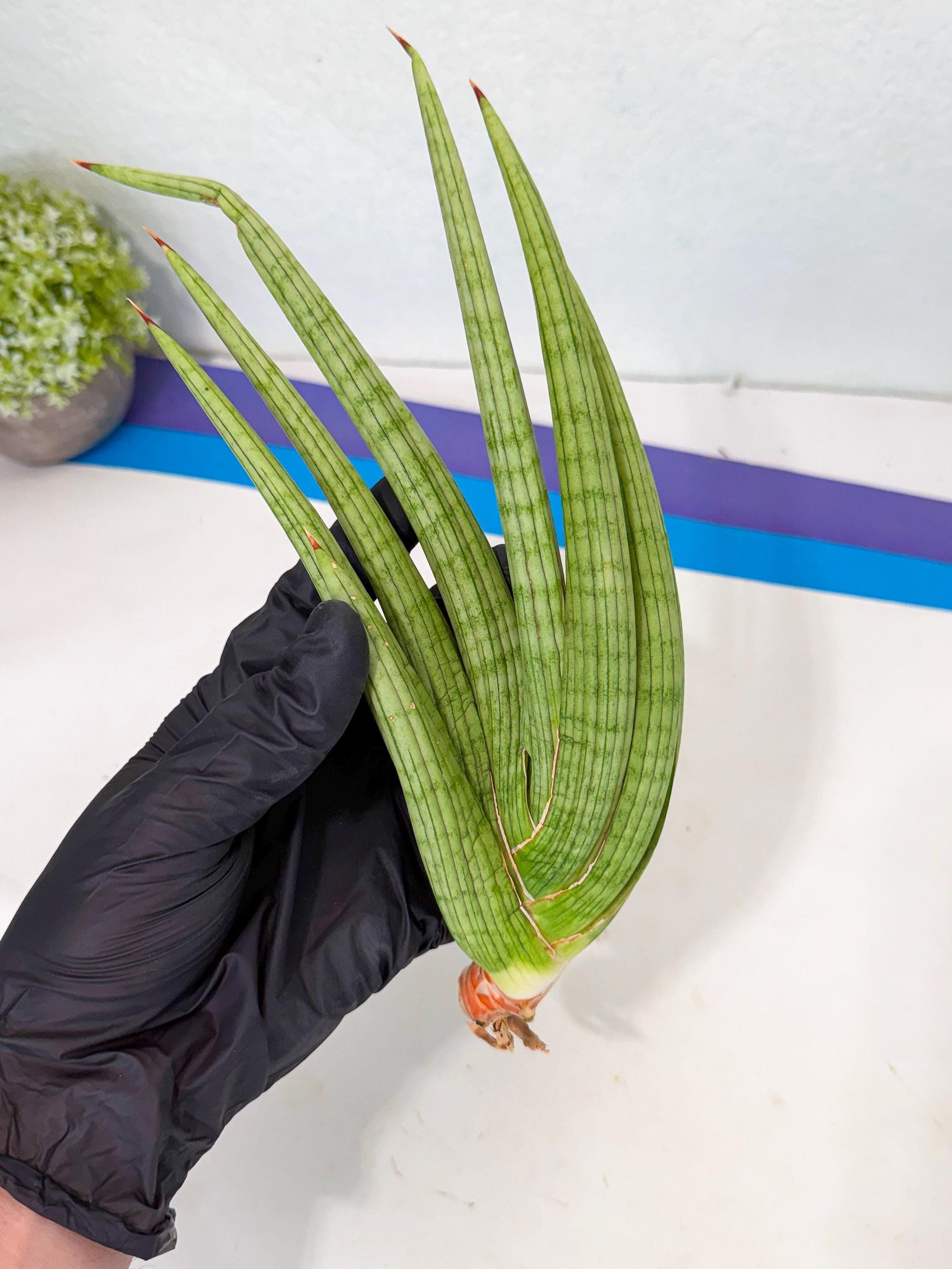 Sansevieria Akhdar (yg) (2) | Rare Hybrids