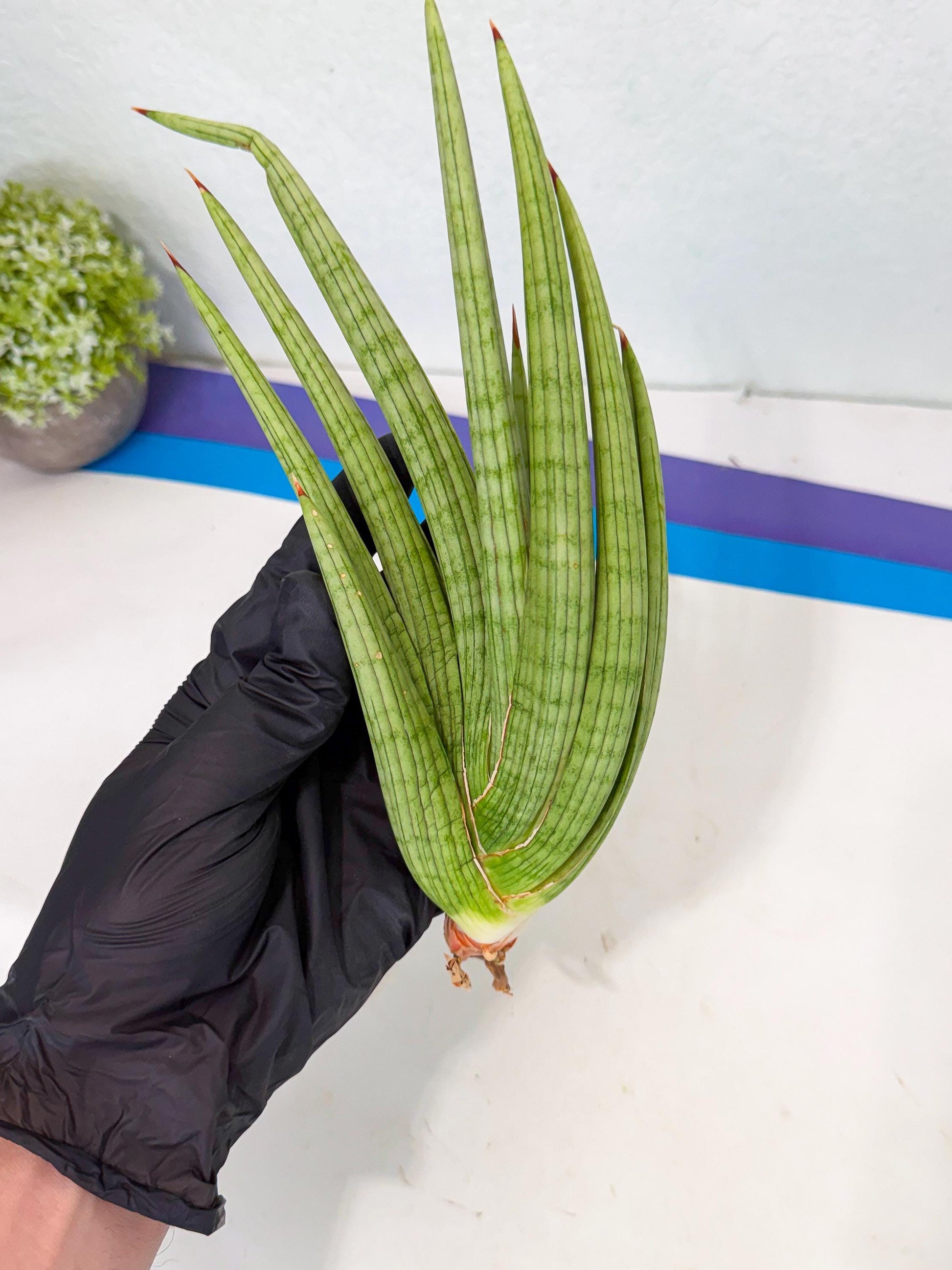Sansevieria Akhdar (yg) (2) | Rare Hybrids