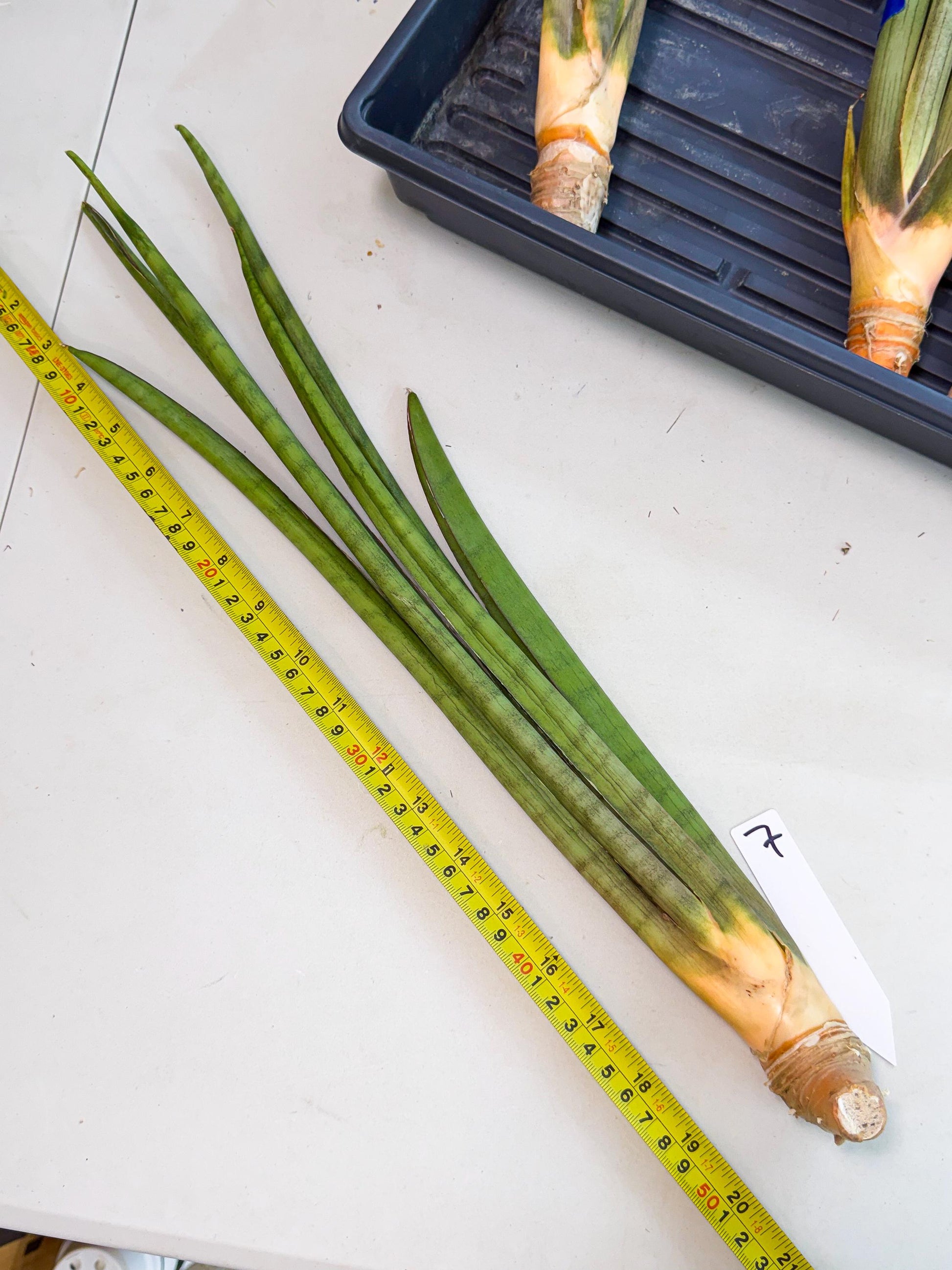 Sansevieria Grin (yg) (7) | Rare Hybrids