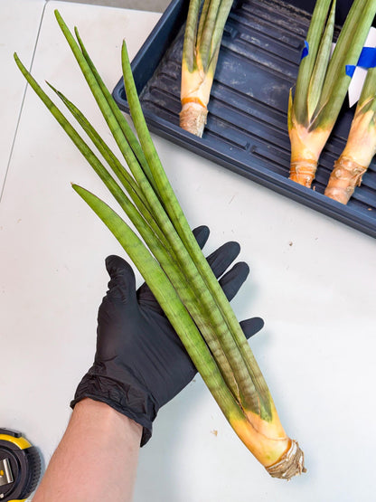 Sansevieria Grin (yg) (7) | Rare Hybrids