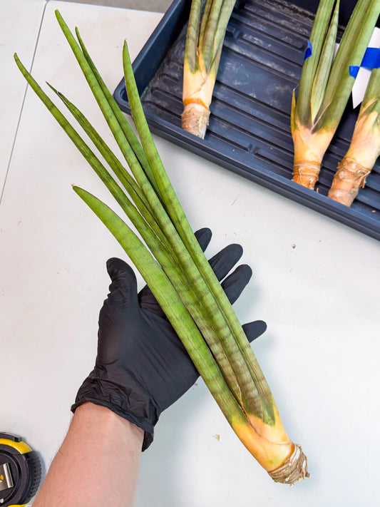 Sansevieria Grin (yg) (7) | Rare Hybrids
