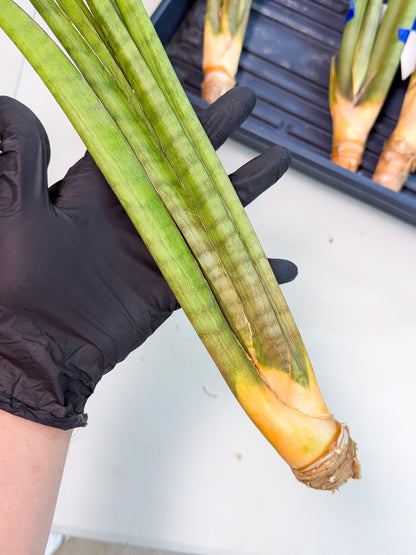 Sansevieria Grin (yg) (7) | Rare Hybrids