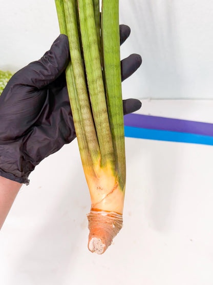 Sansevieria Grin (yg) (7) | Rare Hybrids