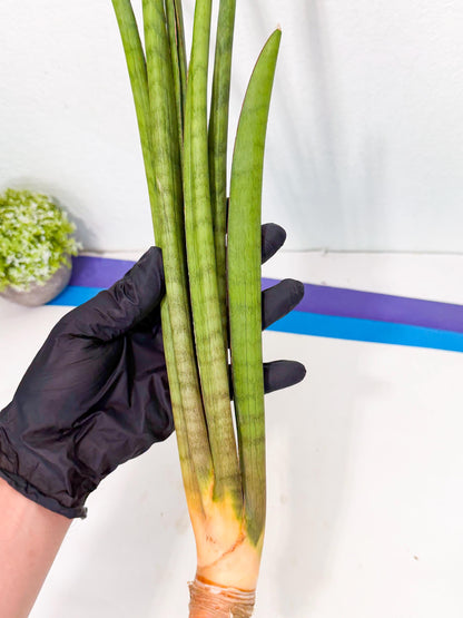Sansevieria Grin (yg) (7) | Rare Hybrids