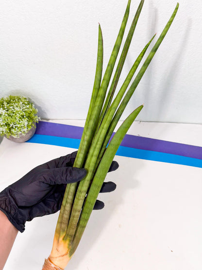 Sansevieria Grin (yg) (7) | Rare Hybrids