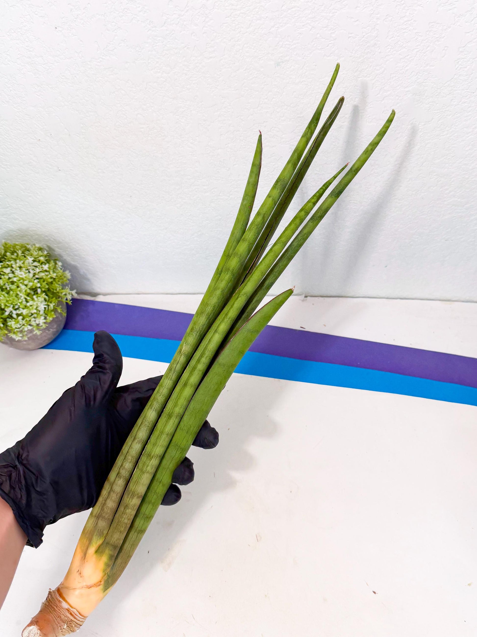 Sansevieria Grin (yg) (7) | Rare Hybrids