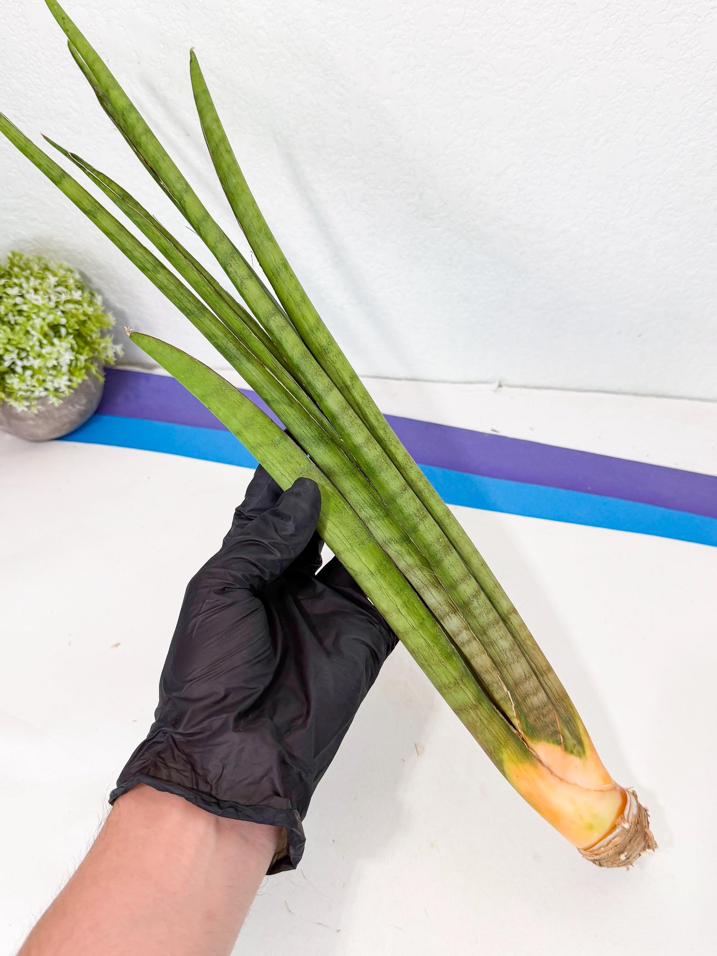 Sansevieria Grin (yg) (7) | Rare Hybrids