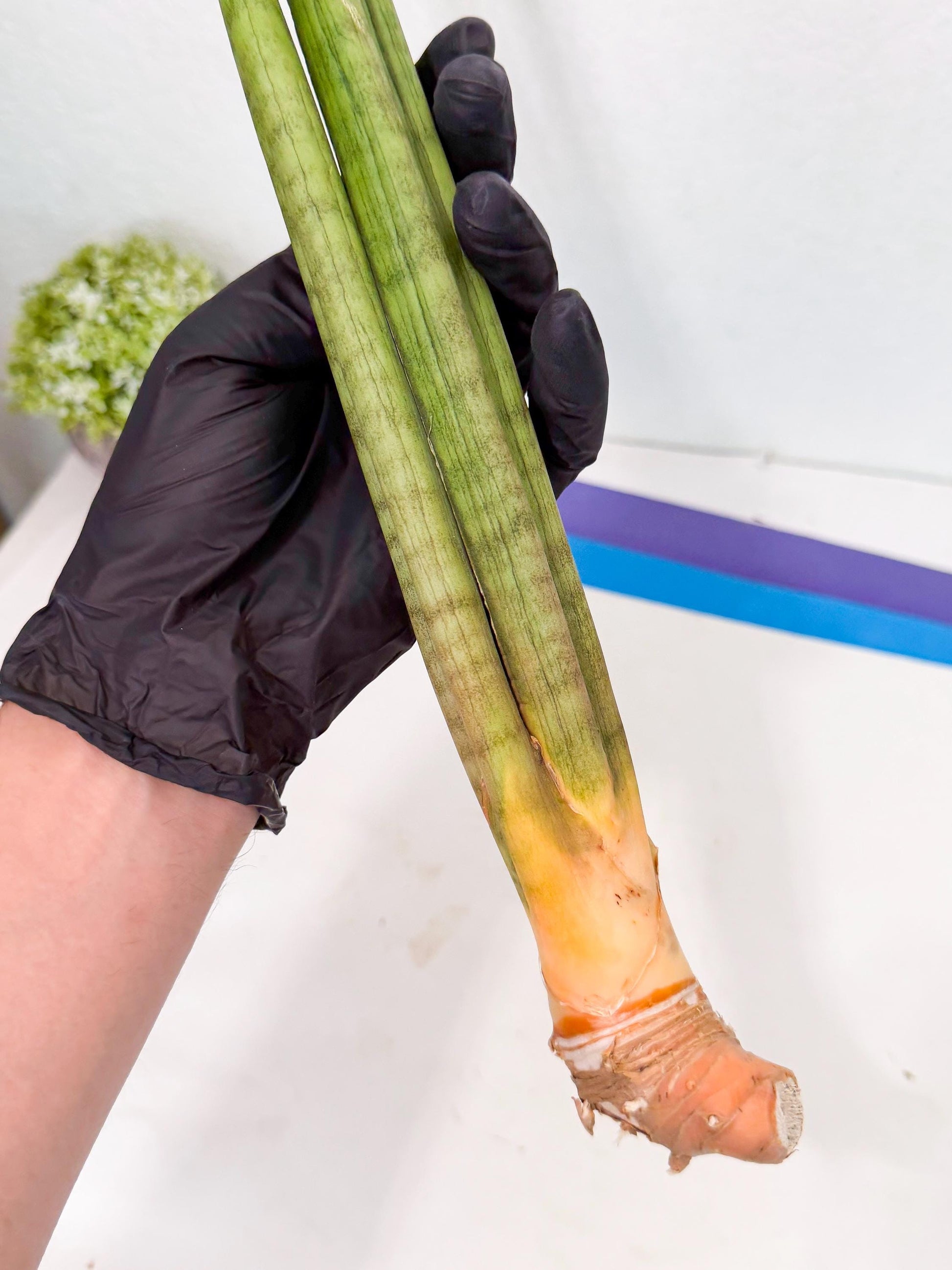 Sansevieria Grin (yg) (7) | Rare Hybrids