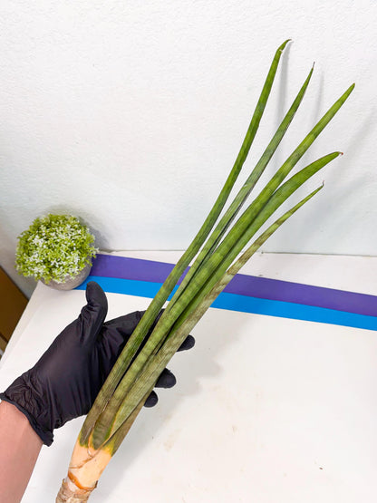 Sansevieria Grin (yg) (8) | Rare Hybrids