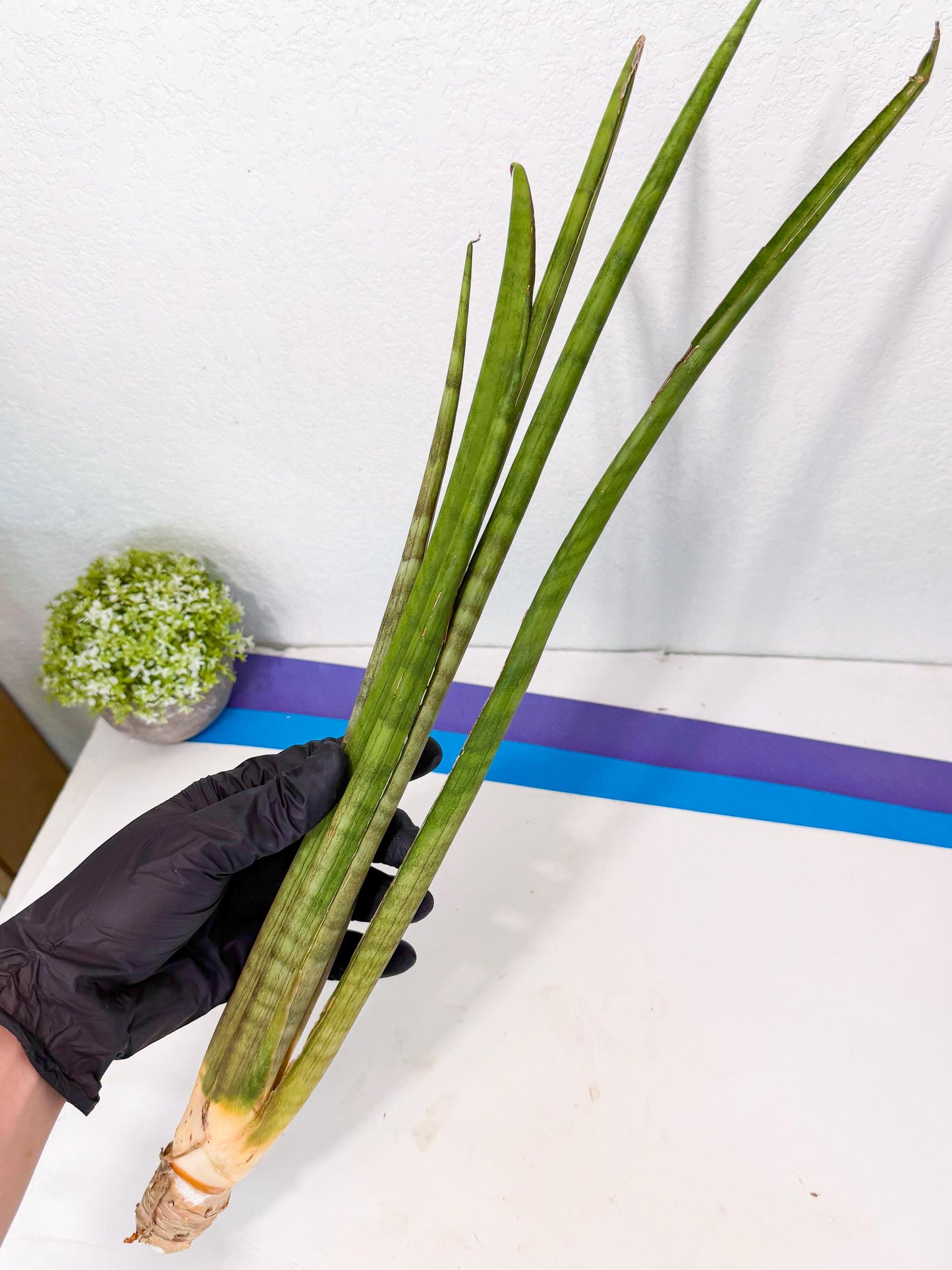 Sansevieria Grin (yg) (8) | Rare Hybrids