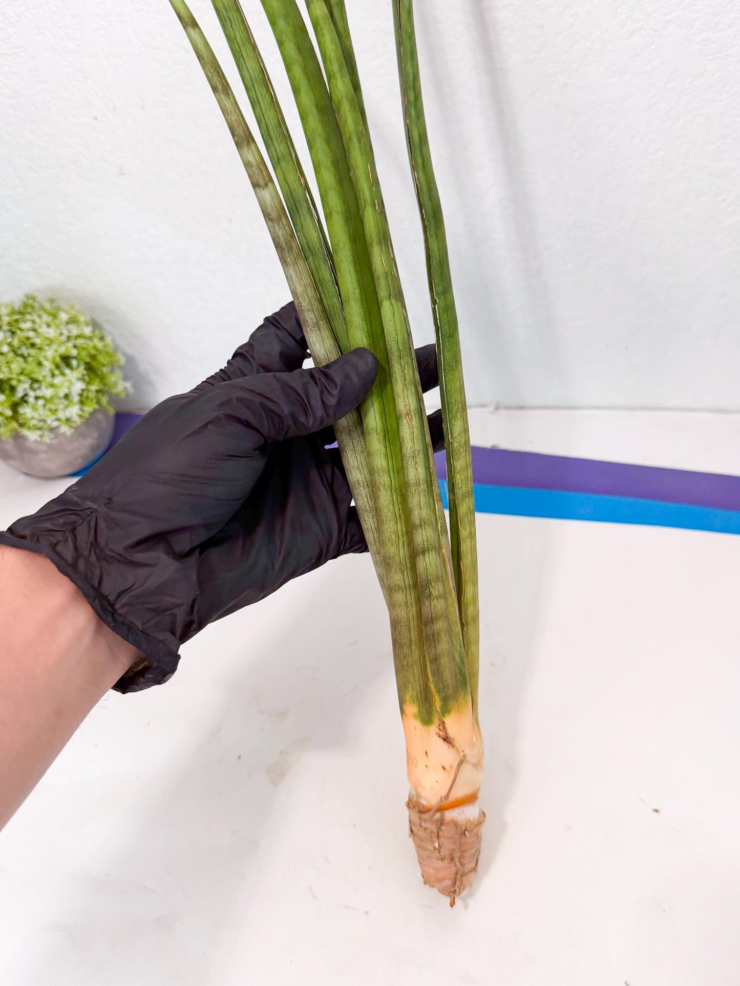 Sansevieria Grin (yg) (8) | Rare Hybrids