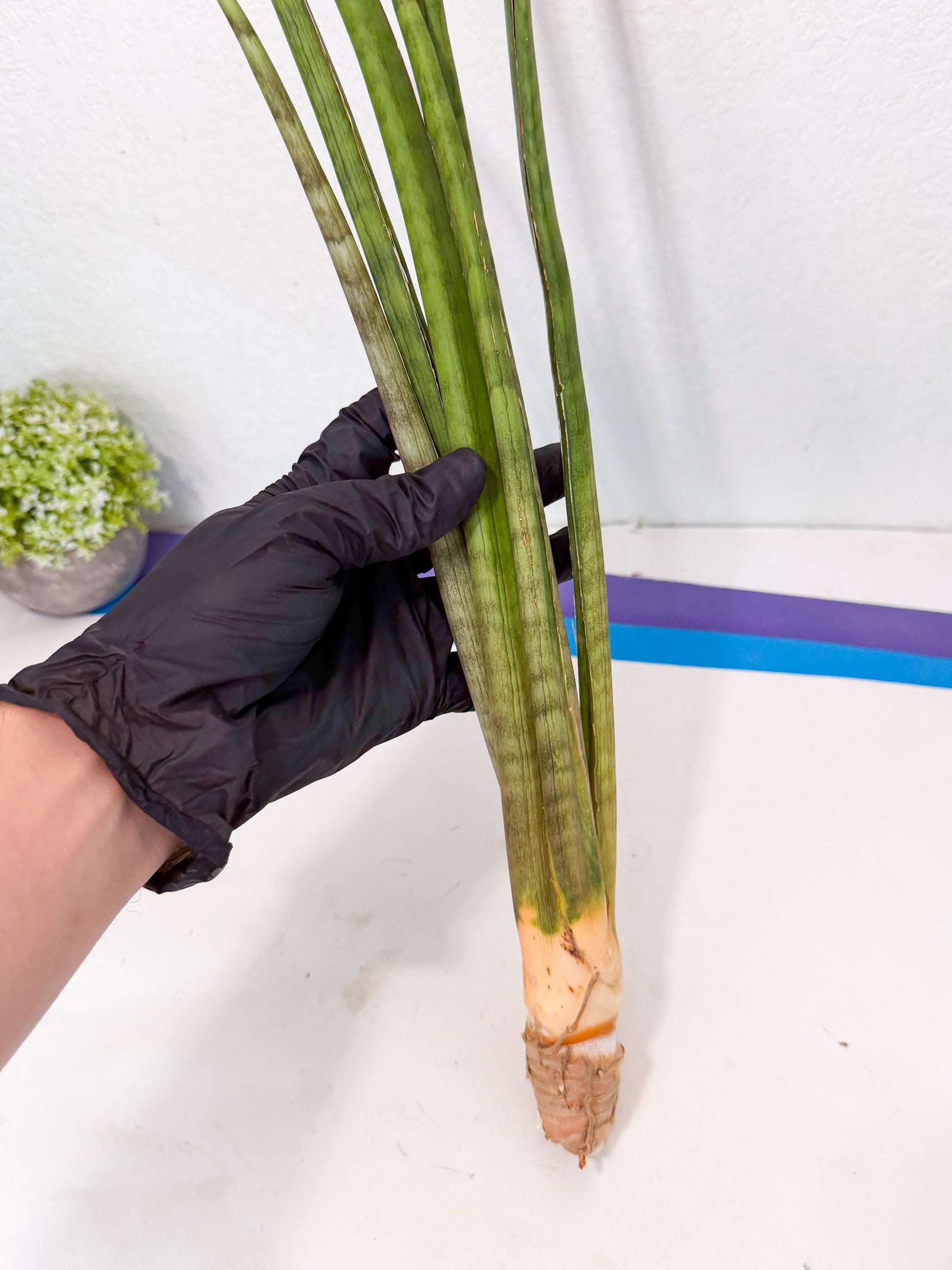 Sansevieria Grin (yg) (8) | Rare Hybrids