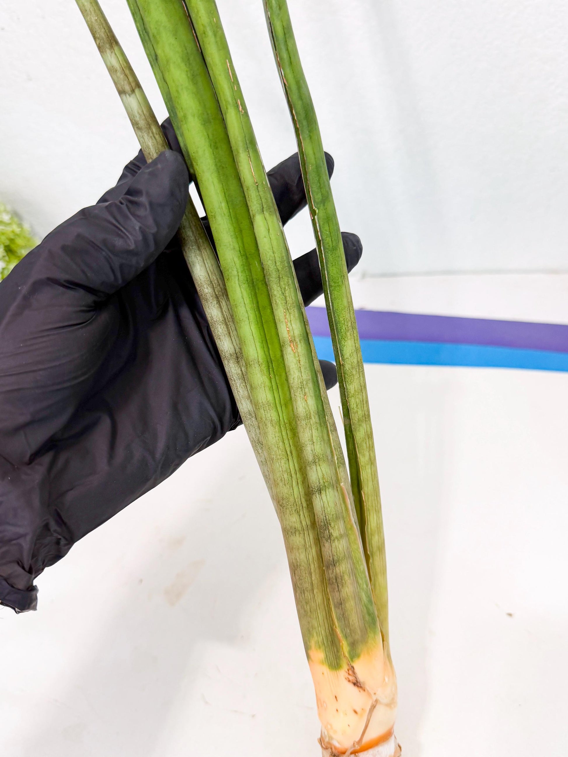 Sansevieria Grin (yg) (8) | Rare Hybrids