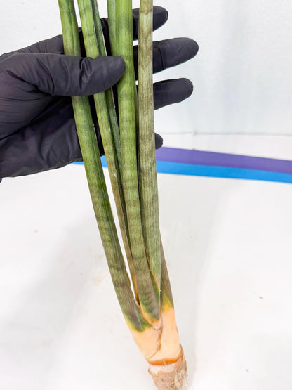 Sansevieria Grin (yg) (8) | Rare Hybrids