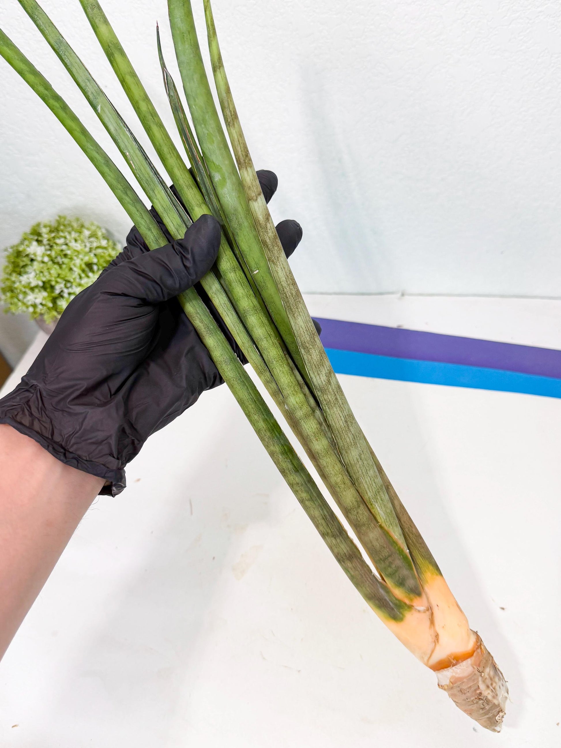 Sansevieria Grin (yg) (8) | Rare Hybrids