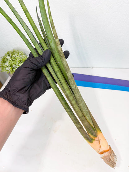 Sansevieria Grin (yg) (8) | Rare Hybrids