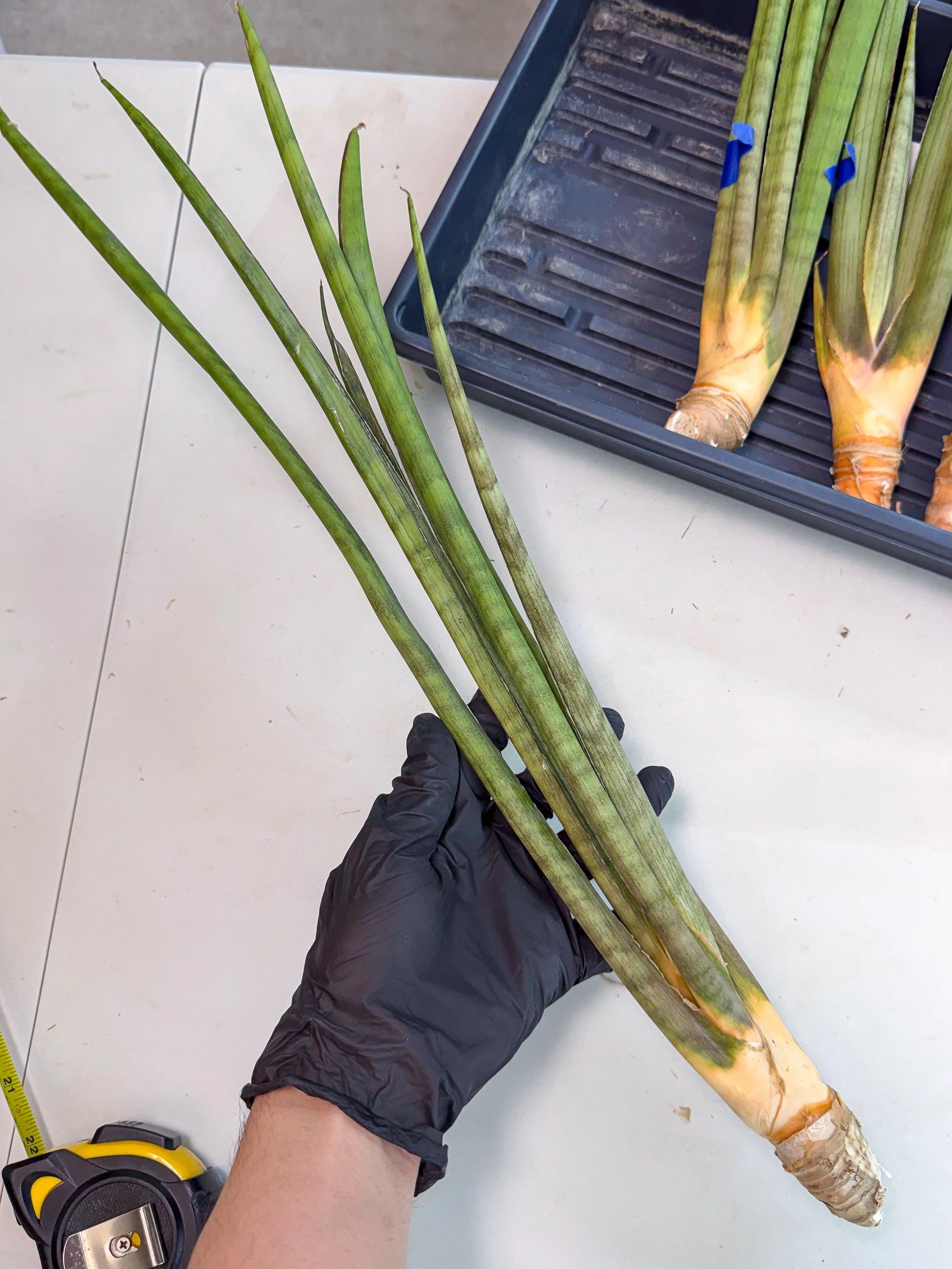 Sansevieria Grin (yg) (8) | Rare Hybrids