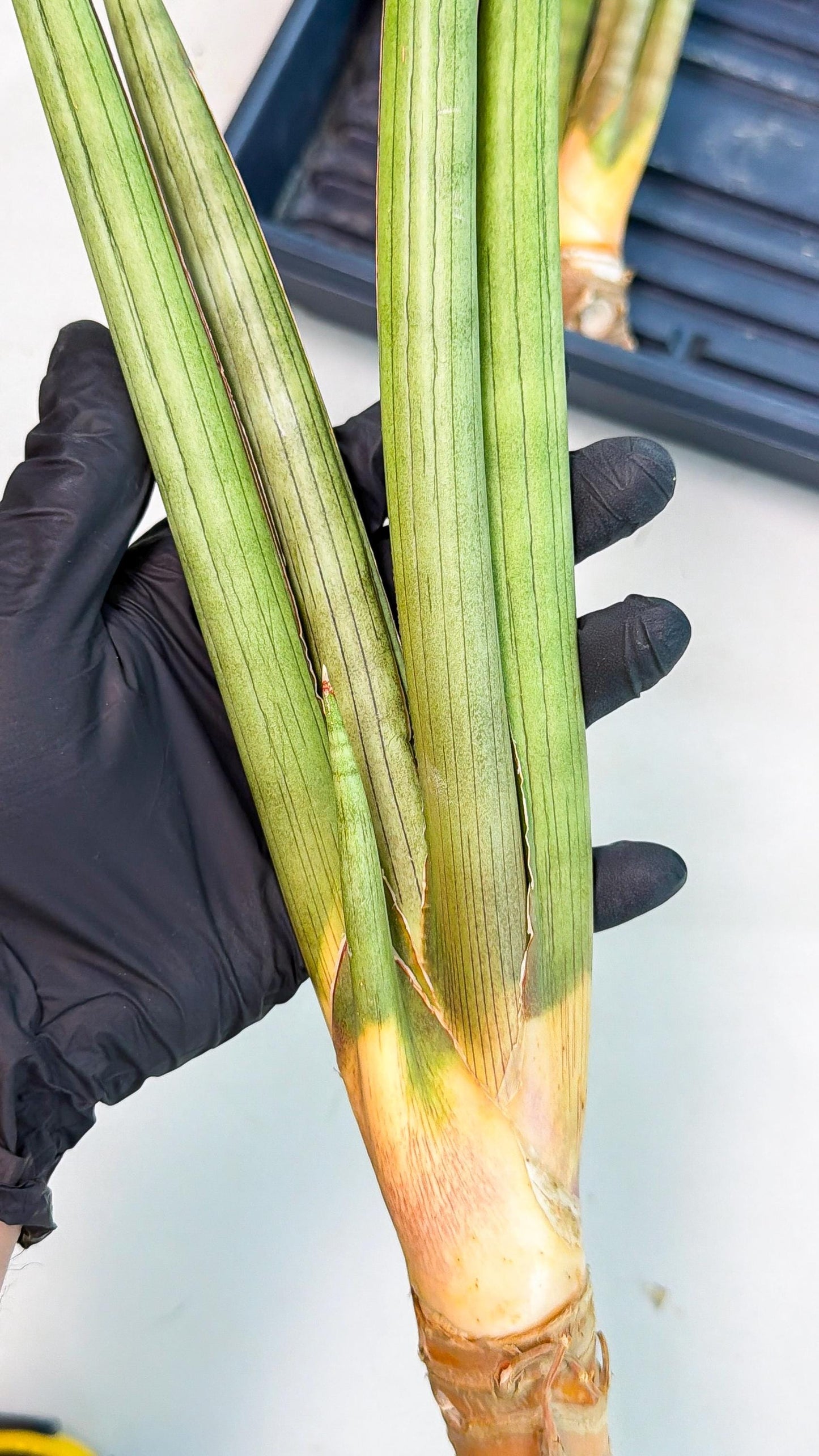 Sansevieria Grin Dabol (yg) (5) | Rare Hybrids