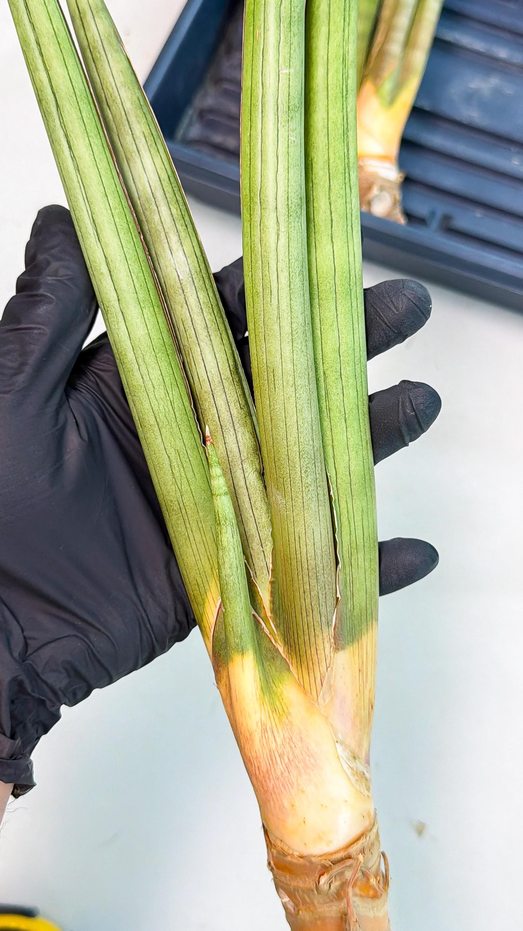 Sansevieria Grin Dabol (yg) (5) | Rare Hybrids