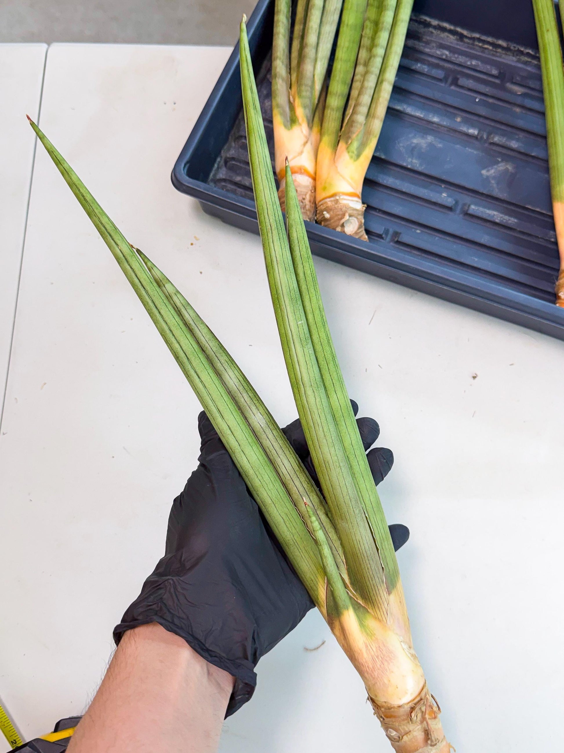 Sansevieria Grin Dabol (yg) (5) | Rare Hybrids