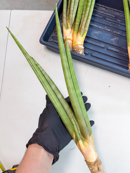 Sansevieria Grin Dabol (yg) (5) | Rare Hybrids
