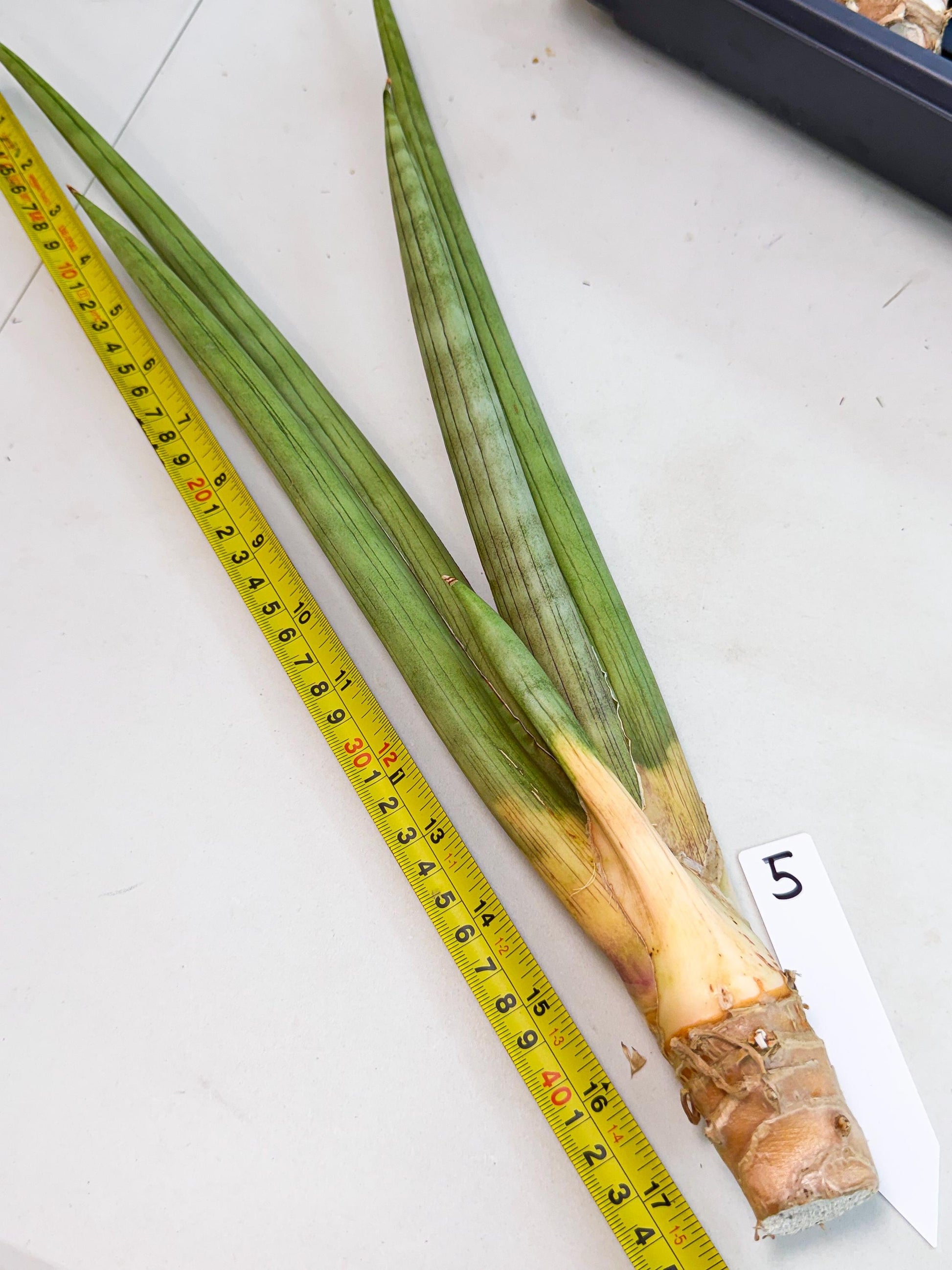 Sansevieria Grin Dabol (yg) (5) | Rare Hybrids
