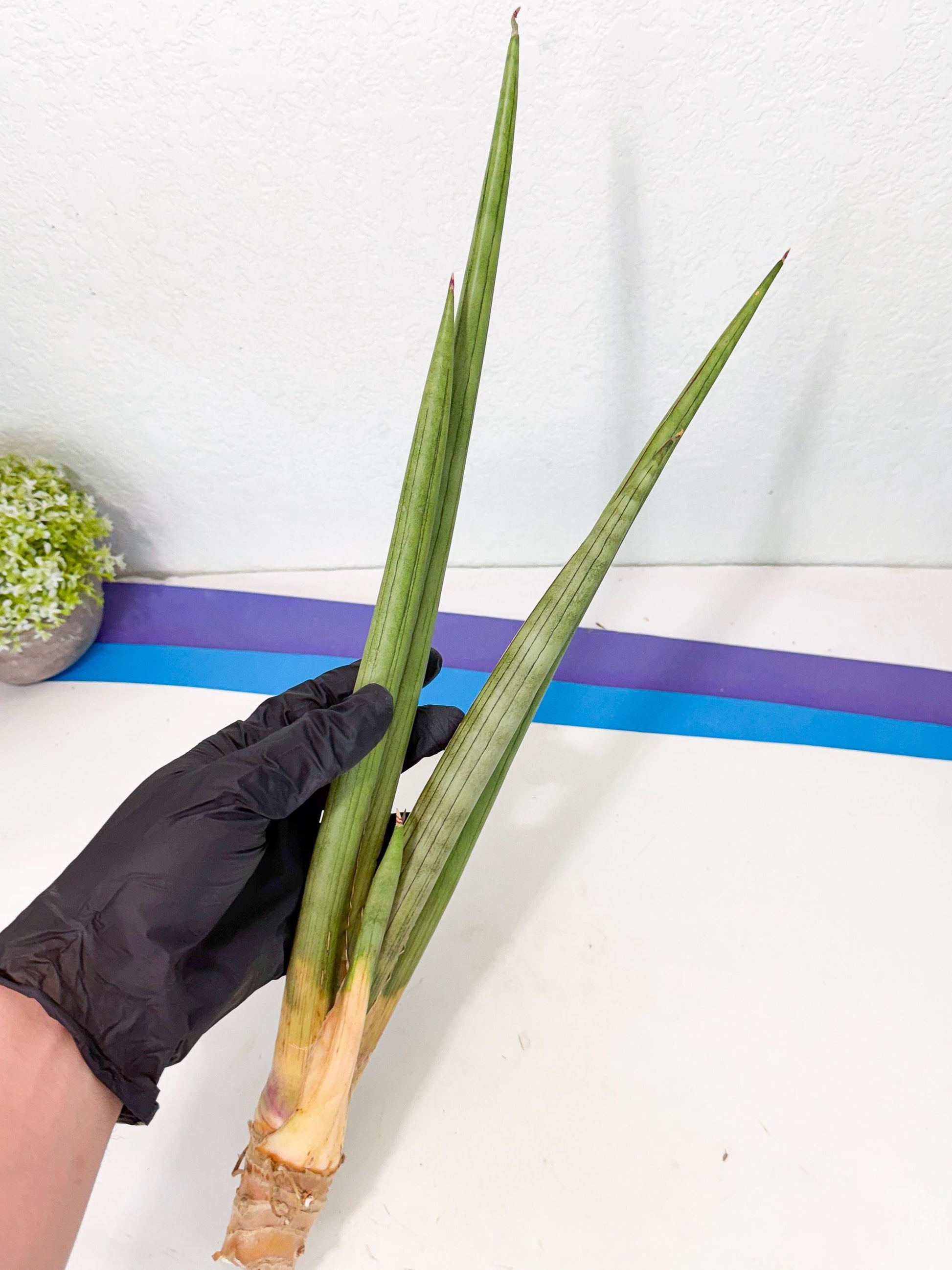 Sansevieria Grin Dabol (yg) (5) | Rare Hybrids
