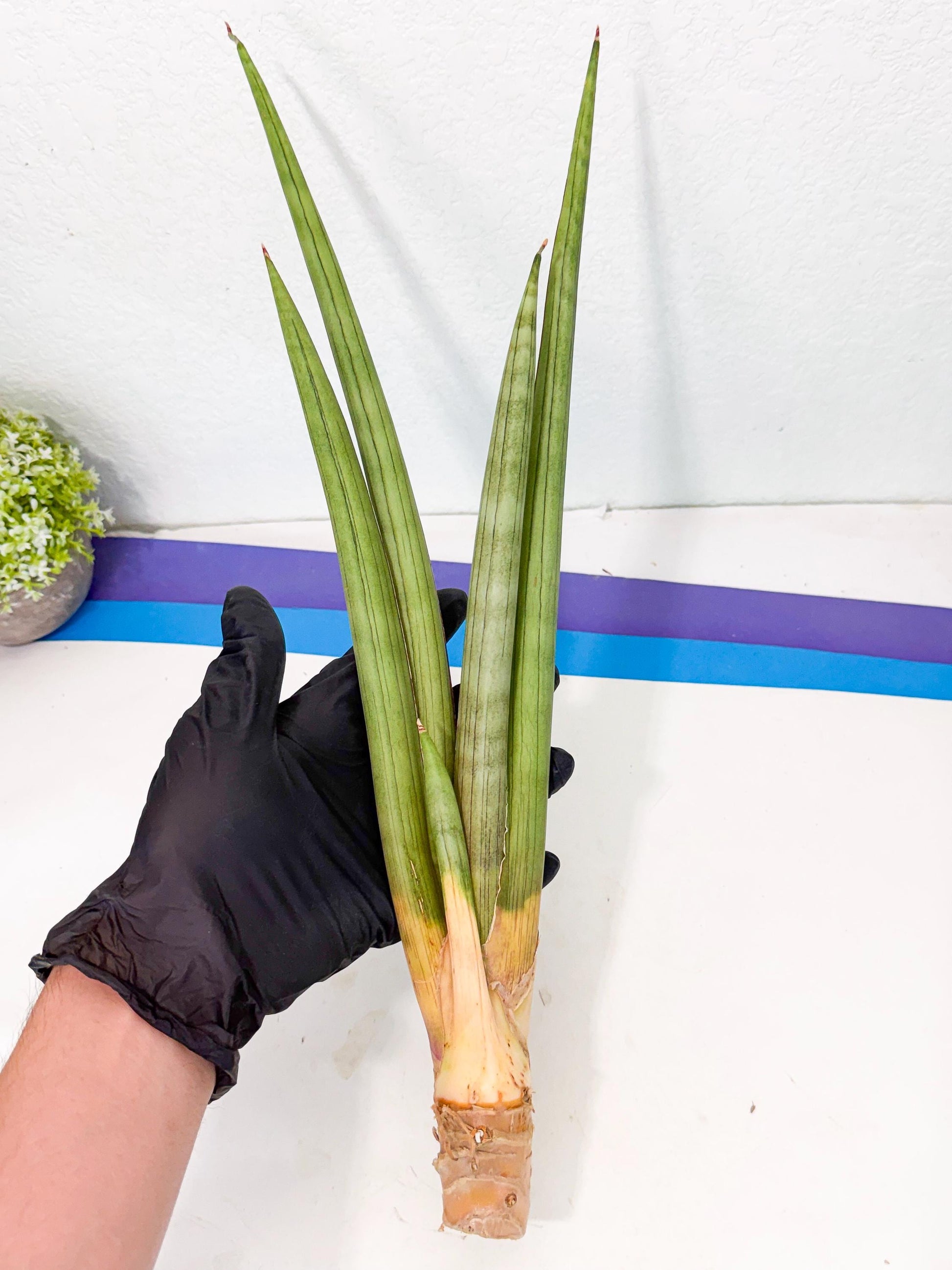 Sansevieria Grin Dabol (yg) (5) | Rare Hybrids