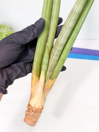 Sansevieria Grin Dabol (yg) (5) | Rare Hybrids