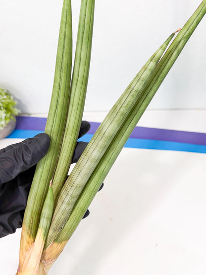 Sansevieria Grin Dabol (yg) (5) | Rare Hybrids