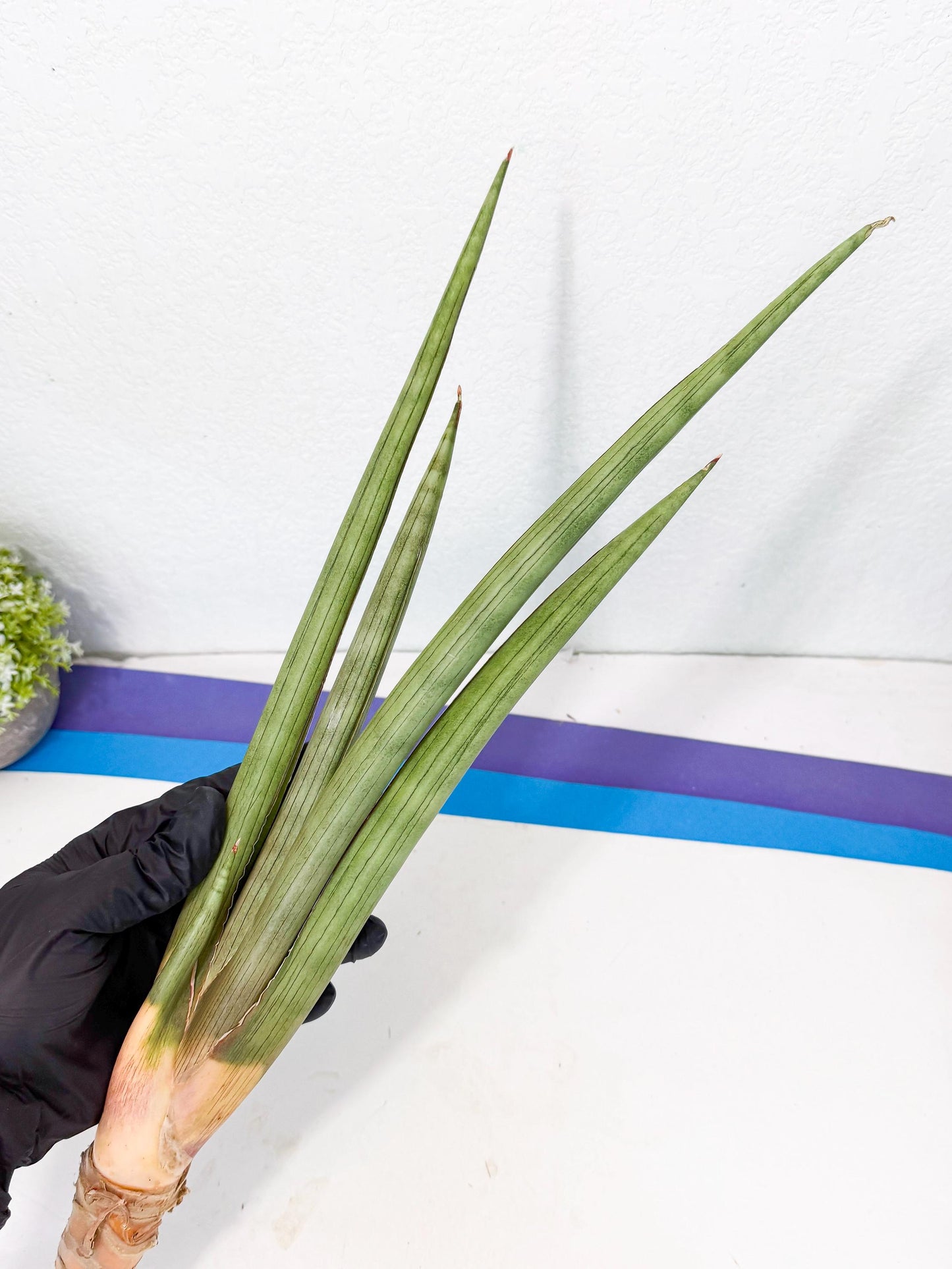 Sansevieria Grin Dabol (yg) (5) | Rare Hybrids