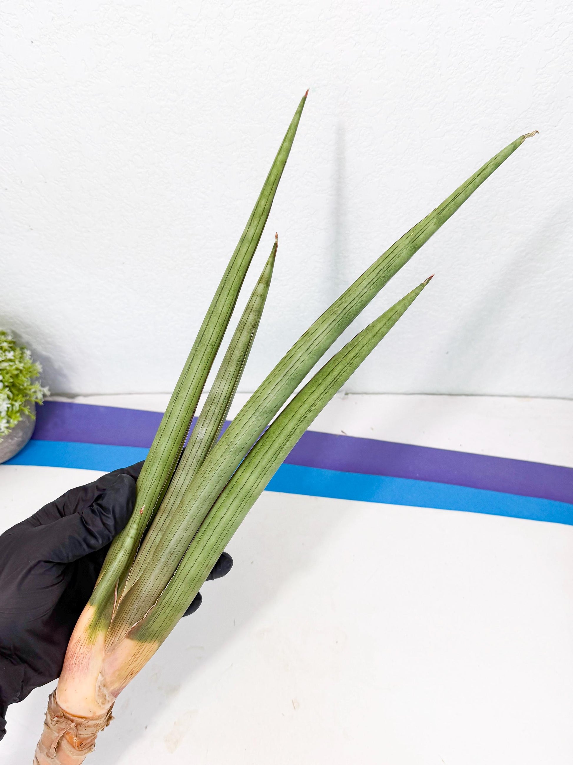 Sansevieria Grin Dabol (yg) (5) | Rare Hybrids